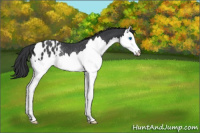 Horse Color:Black Splash Appaloosa Rabicano 