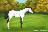 Horse Color:Black Near Fewspot 