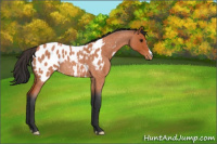 Horse Color:Bay Roan Near Leopard 