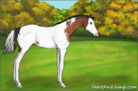 Horse Color:Bay Roan Splash Near Fewspot Rabicano 
