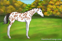 Horse Color:Bay Roan Splash Appaloosa 