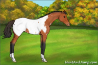 Horse Color:Bay Roan Near Fewspot 