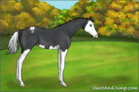 Horse Color:Blue Roan Splash Snowcap 