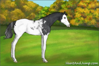 Horse Color:Black Splash Near Fewspot Rabicano 