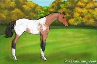 Horse Color:Bay Roan Appaloosa Rabicano 