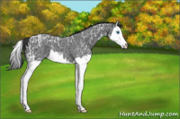 Horse Color:Blue Ice Roan Splash