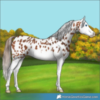 Horse Color:Bay Splash Appaloosa 