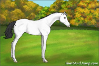 Horse Color:Blue Roan Splash Fewspot 