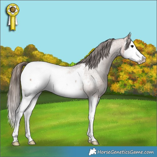 Horse Color:Bay Roan Splash Appaloosa 