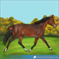 Horse Color:Unknown 
