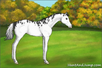 Horse Color:Black Splash Appaloosa Rabicano 
