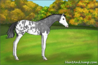 Horse Color:Blue Roan Splash Near Leopard 