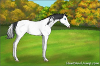 Horse Color:Black Splash Appaloosa Rabicano 