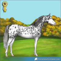Horse Color:Black Splash Appaloosa Rabicano 