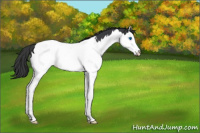 Horse Color:Black Splash Near Fewspot 