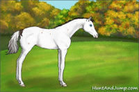 Horse Color:Bay Roan Splash Fewspot 