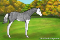 Horse Color:Blue Roan Splash Blanket Rabicano 