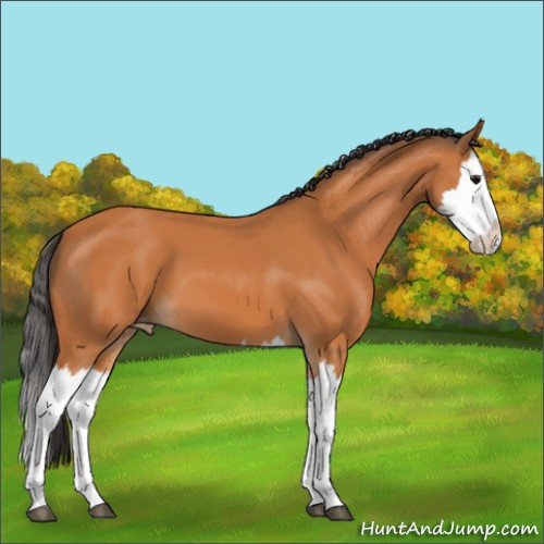 Horse Color:Unknown 