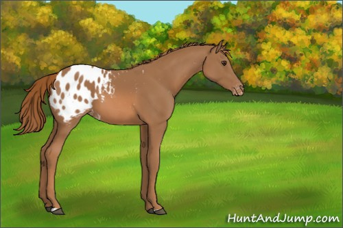 Horse Color:Chestnut Appaloosa 