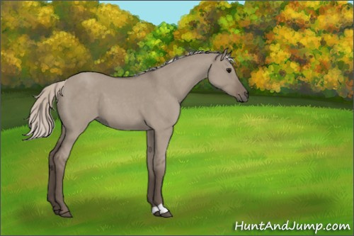 Horse Color:Unknown 