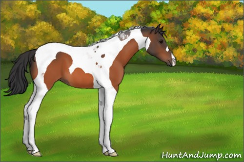Horse Color:Bay Tobiano 