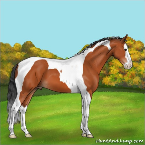 Horse Color:Bay Splash Tobiano 