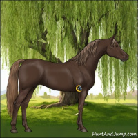 Horse Color:Liver Chestnut Rabicano 