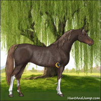 Horse Color:Liver Chestnut Rabicano 