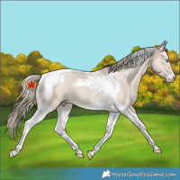 Horse Color:Smoky Creme Tobiano 