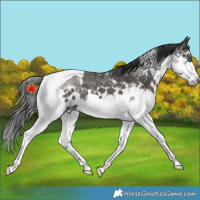 Horse Color:Black Sabino Splash Tobiano 