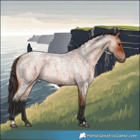 Horse Color:Bay Roan 