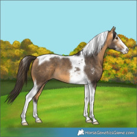 Horse Color:Buckskin Sabino Tobiano 