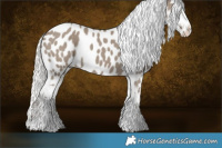 Horse Color:Silver Grullo Near Leopard 