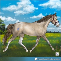Horse Color:White Spotted Smoky Black Pearl Splash