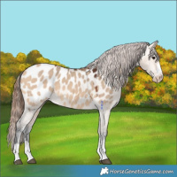 Horse Color:Bay Dun Appaloosa 