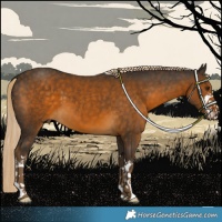 Horse Color:White Spotted Chocolate Palomino 