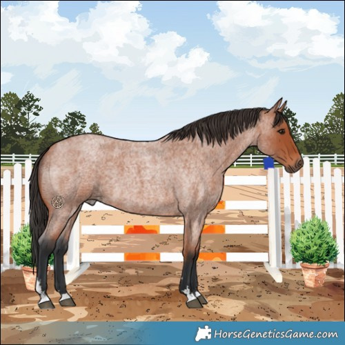 Horse Color:Bay Roan 