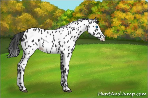 Horse Color:Black Frame Appaloosa
