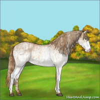 Horse Color:White Spotted Red Dun Rabicano  and White Spotted Red Dun Rabicano 