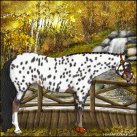Horse Color:Liver Chestnut Near Leopard 