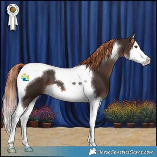 Horse Color:White Spotted Liver Chestnut Splash Tobiano 