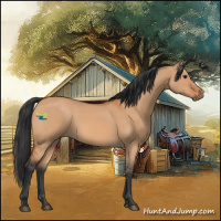 Horse Color:Bay Dun 