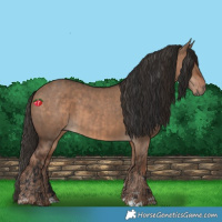 Horse Color:Bay Dun  and Liver Red Dun 