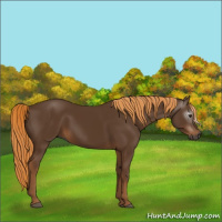 Horse Color:Gray Chestnut