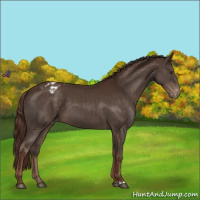 Horse Color:Liver Chestnut Appaloosa