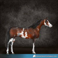 Horse Color:Brown Sabino 