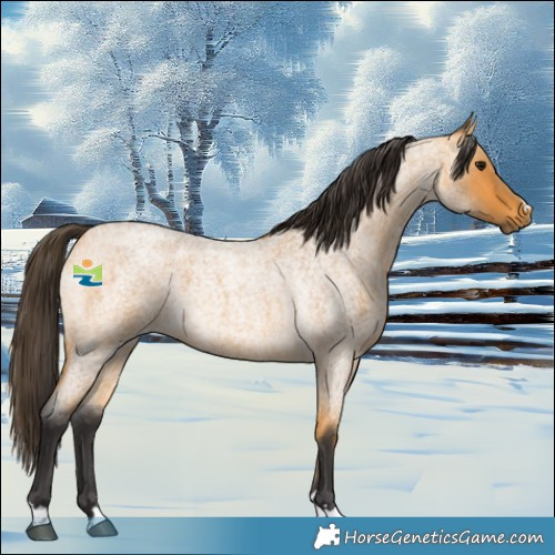 Horse Color:Buckskin Roan 