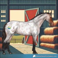Horse Color:Bay Roan Appaloosa 