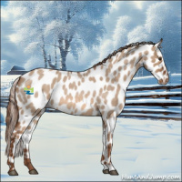 Horse Color:Red Dun Roan Appaloosa 