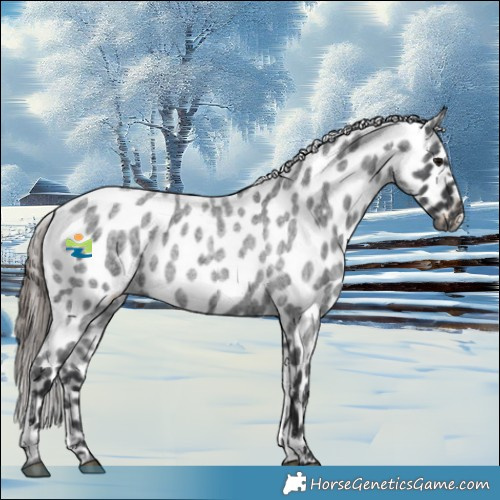 Horse Color:Blue Roan Appaloosa 